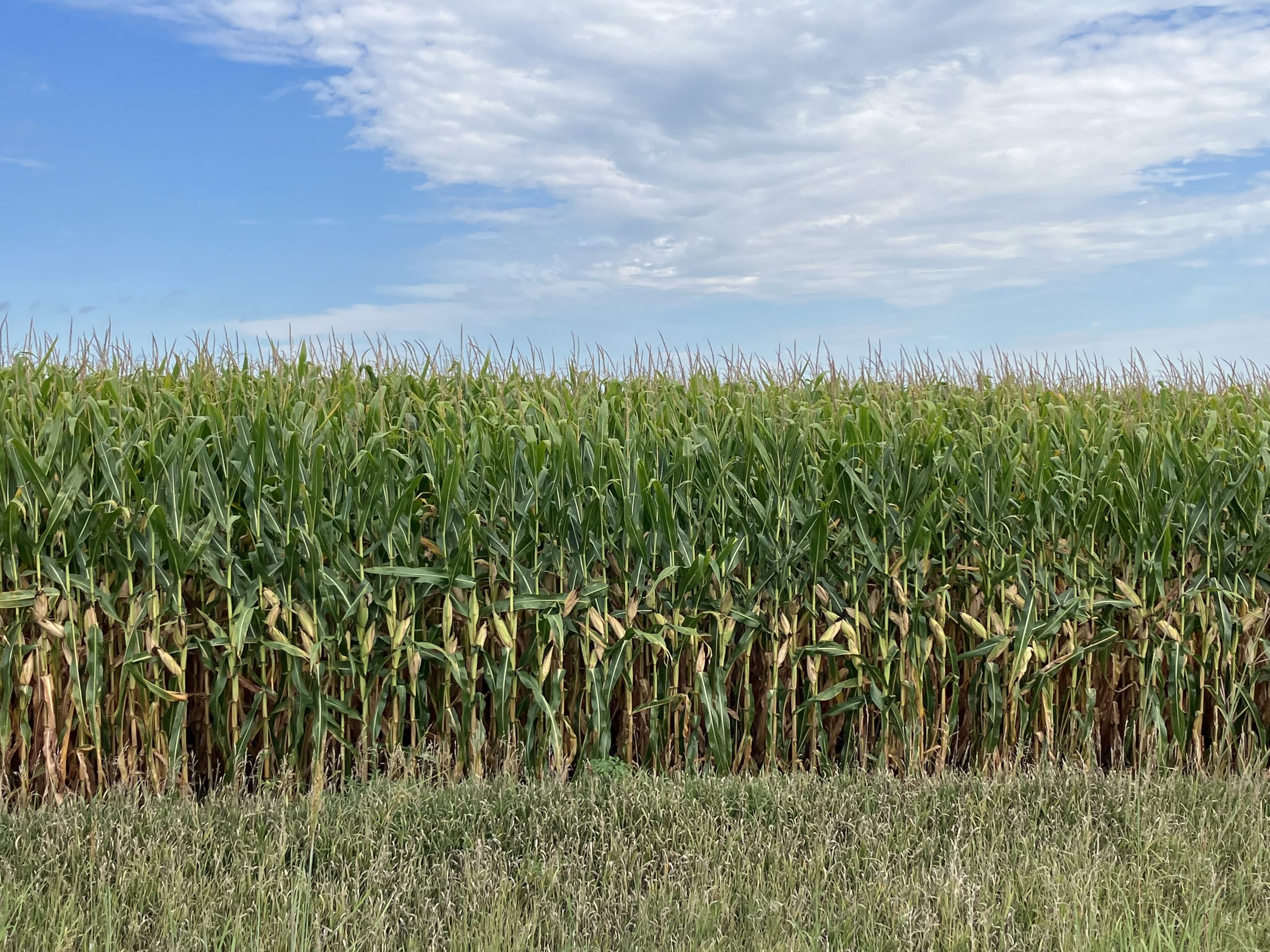 Tall corn stalks under a partly cloudy sky.