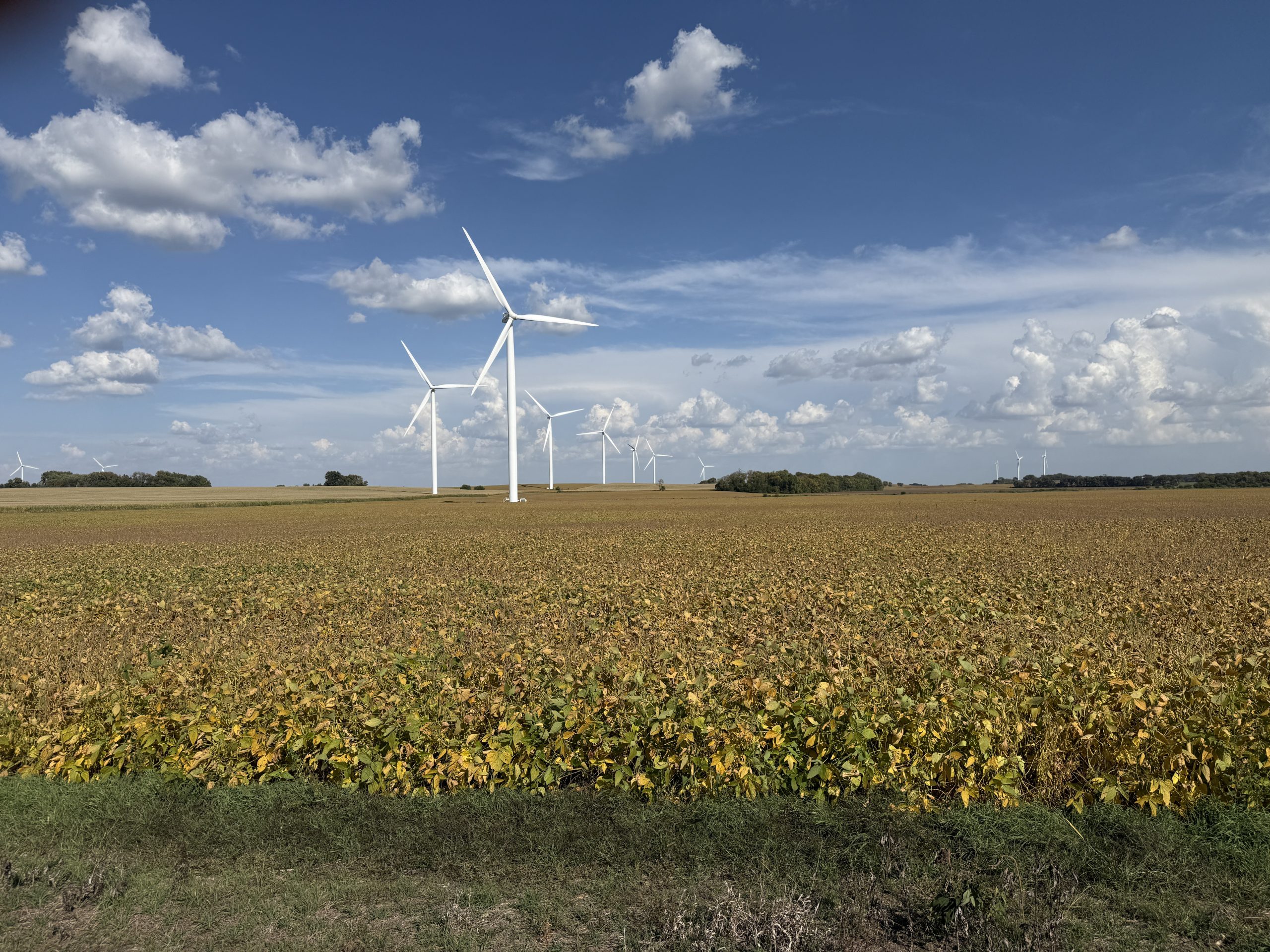 A field of yellow crops under a bright blue sky with scattered clouds. Tall white wind turbines stand in a line, creating a sense of calm and sustainability.