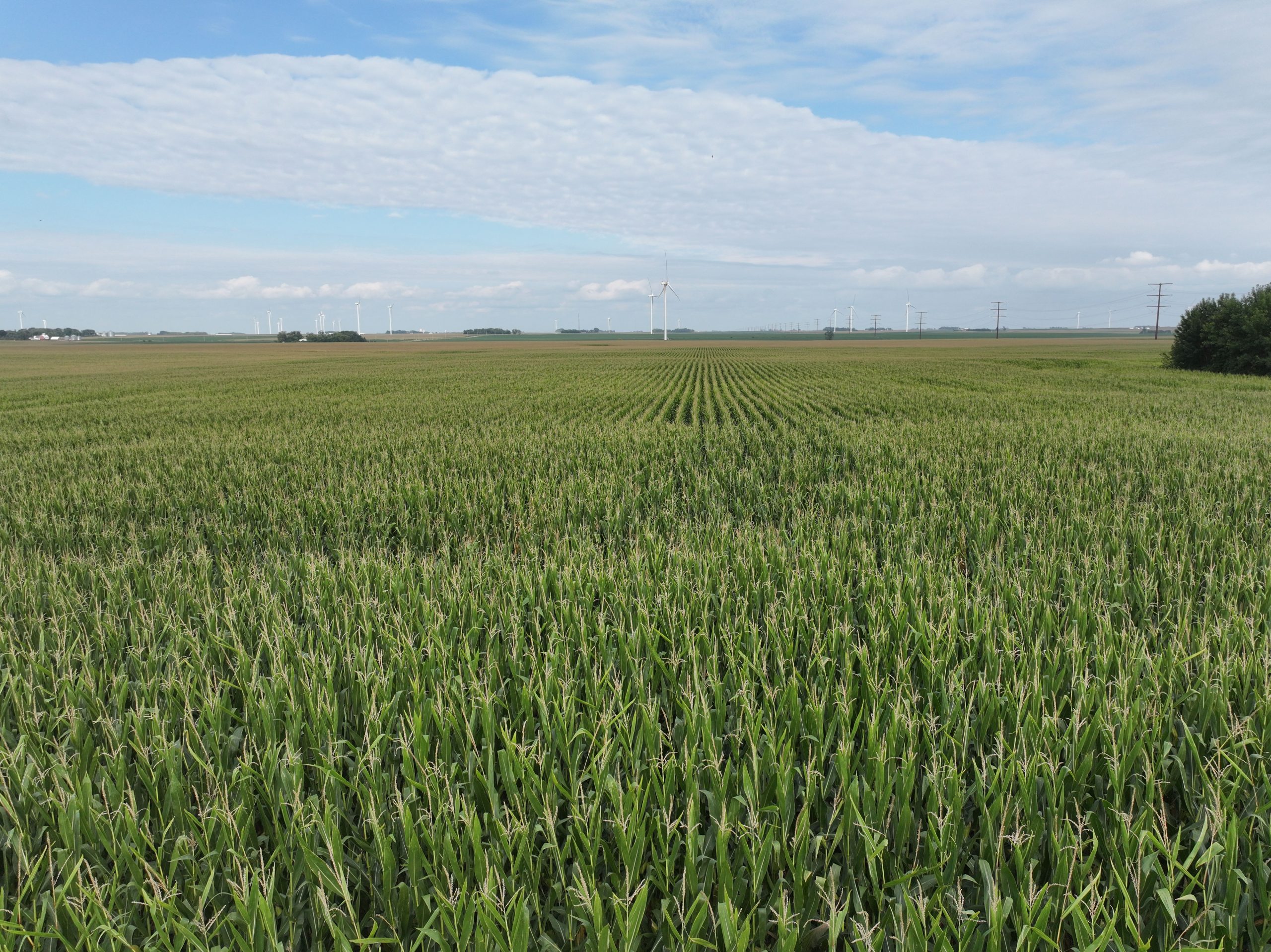 A green cornfield in Northwest Iowa with wind turbines on the horizon