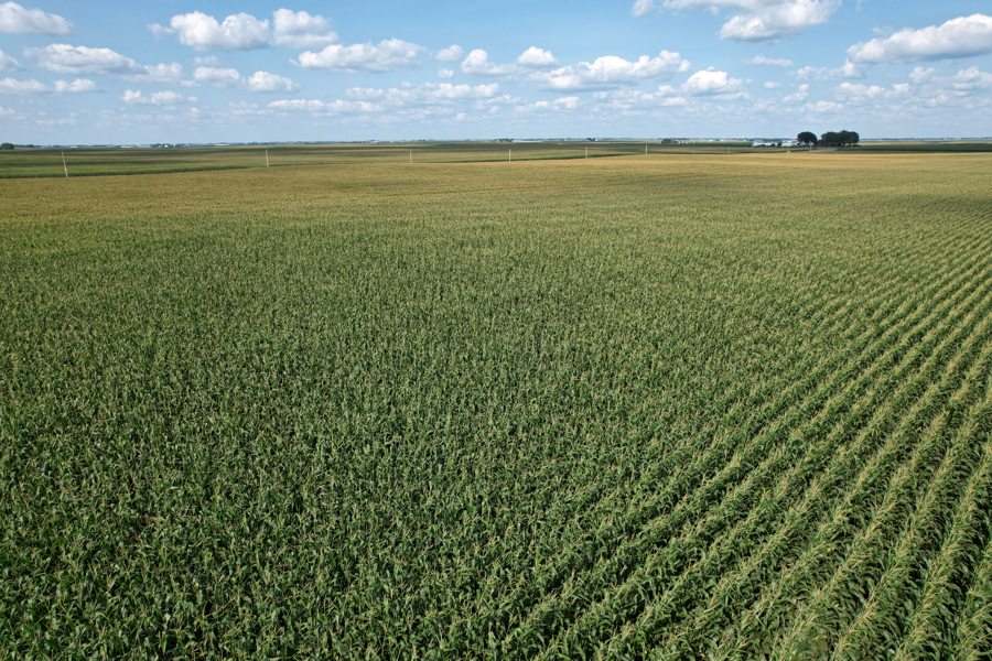 Aerial view of a cornfield showing rows at different stages of growth
